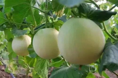 甜瓜人最新版本爆料,全新技能与剧情等你探索 第1张 甜瓜人最新版本爆料,全新技能与剧情等你探索 第1张